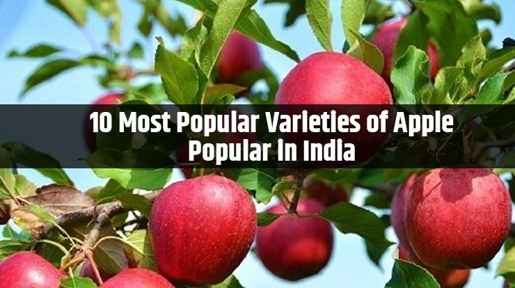 10 Most Popular Varieties of Apple Popular in India