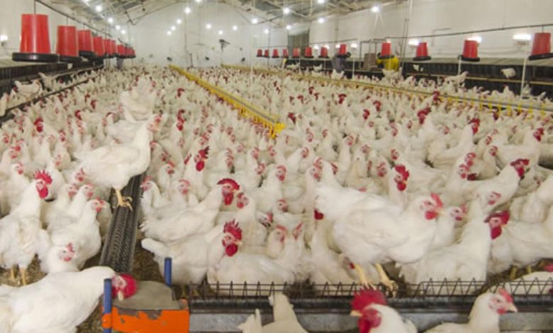 Profitable Poultry Farming Business In India With Benefits