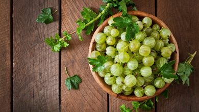 Photo of THE HOLY DROPS OF AMRUTHA – AMLA