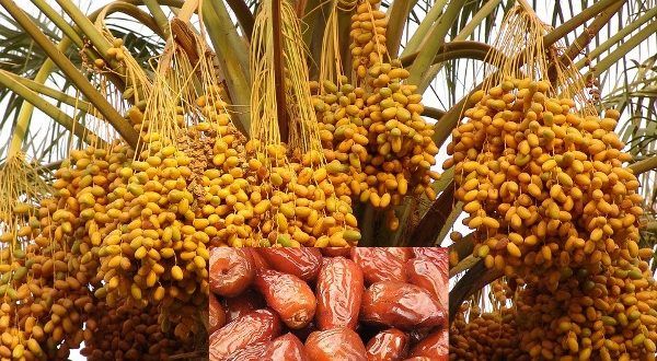 Dates farming