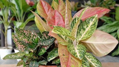 Photo of Buy Aglaonema Plant Online in India