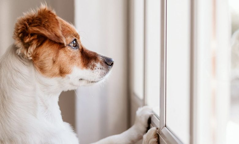 anxiety-in-dogs