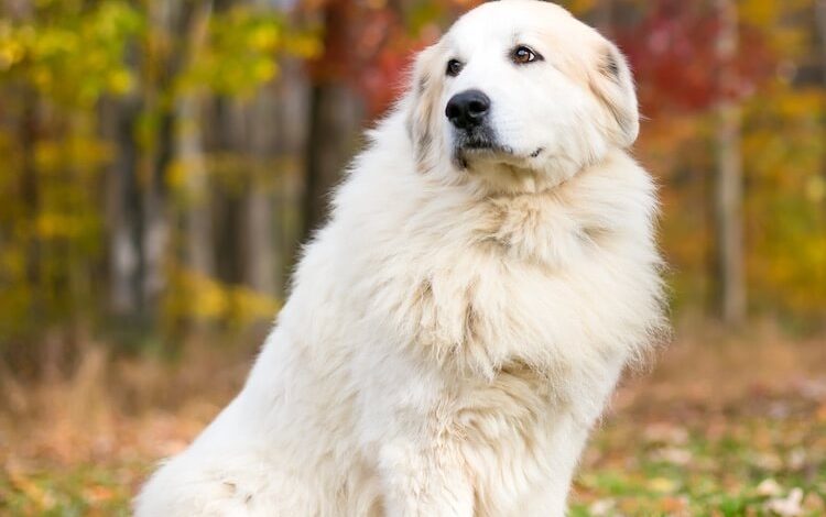 Are Great Pyrenees Aggressive? The Truth About These Dogs