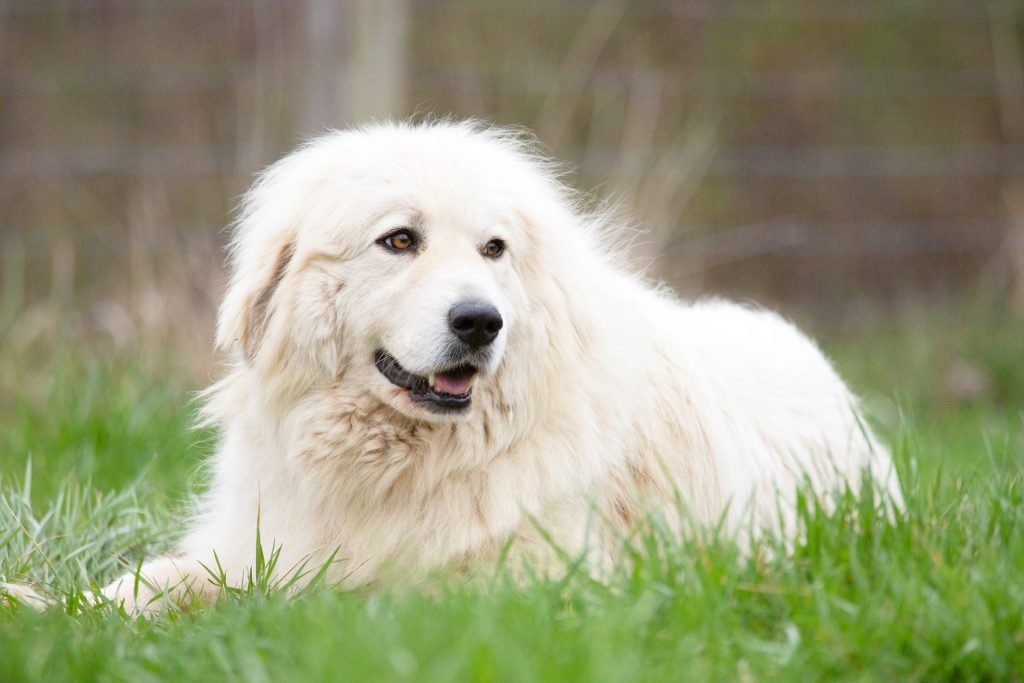 Temperament of the Great Pyrenees Dog