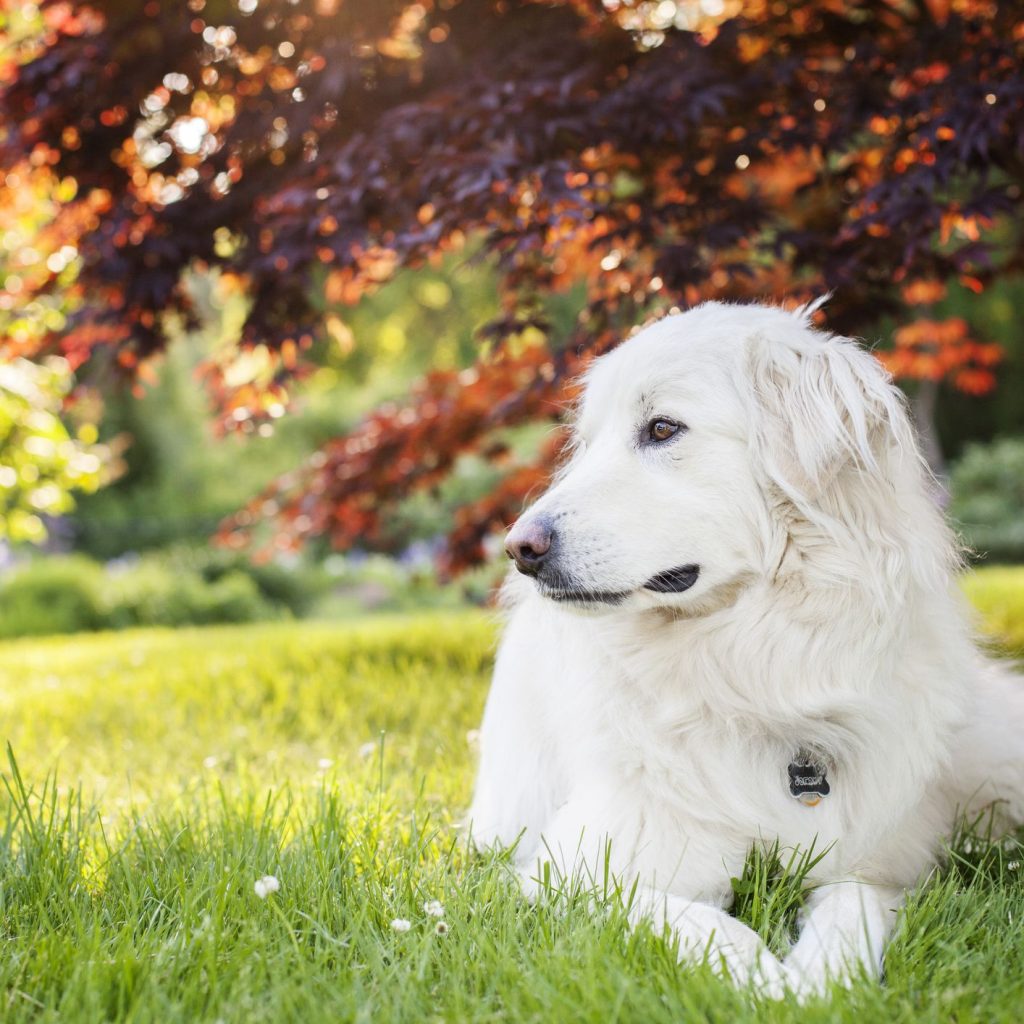 Are Great Pyrenees a Danger to People and Other Animals?