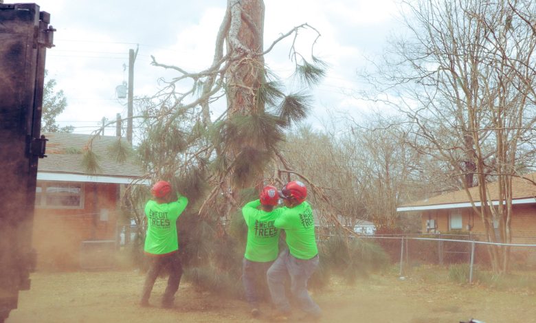 Schedule a Tree trimming