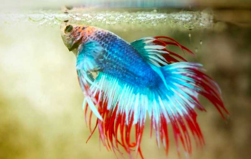 betta fish