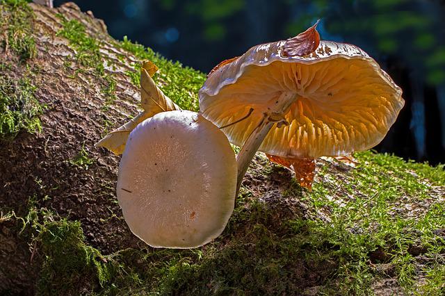 Magic Mushroom in woods Canada